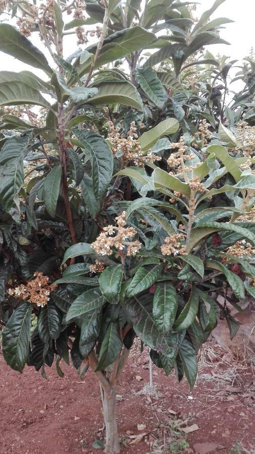 Vivenda Da Natureza Santa Cruz  Eksteriør billede